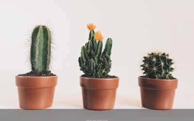 cactus baratos: ¡agrega un toque de color a tu jardín!